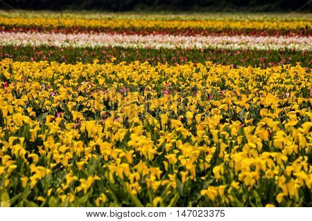 Calla Garden Field Cultivation