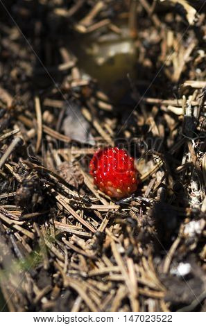Wild strawberry among pine needles and ants in anthill