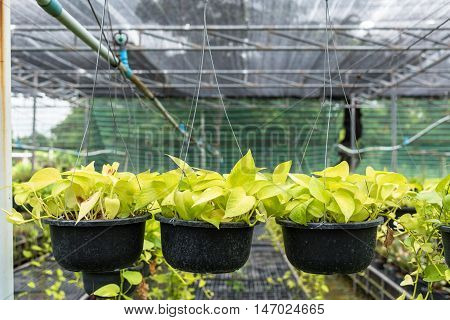 Pothos (Scindapsus aureus Eagler) in plastic pot.