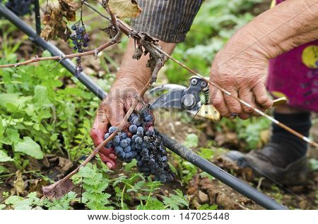 Worker's hands in motion during the vine harvesting. Merlot cluster with rotten grapes.