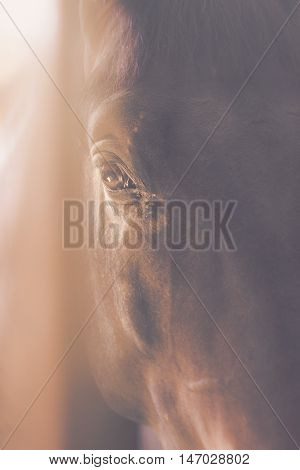Closeup of horse eye vertical copmosition smoth used animal conceptual background