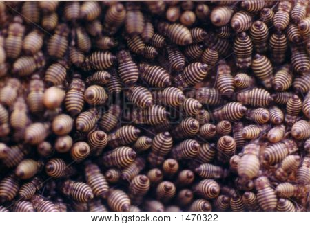 Larva