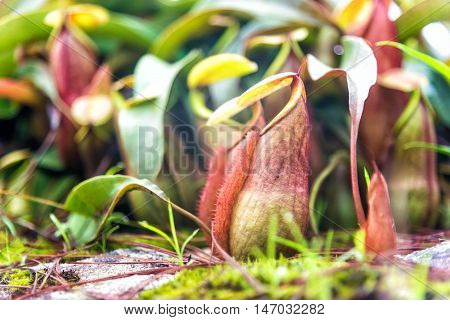 Tropical pitcher plants or monkey cups in national park.