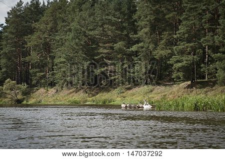 flock of wild swans on the river