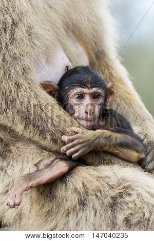 Barbary Macaque of gibraltar. monkey belonging to the Cercopithecidae