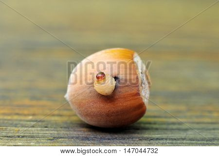 Big worm sticking out of a hazelnut