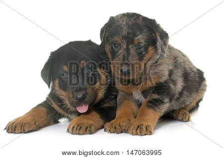 beauceron puppies in front of white background