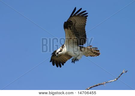 Florida Osprey lento