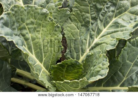 Big healthy collard greens growing organically in a raised bed garden speckled with pollen