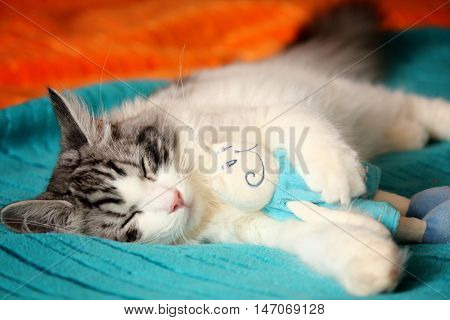 A white and tabby ragamuffin kitty sleeps on a blue and orange soft blanket with his cat doll.