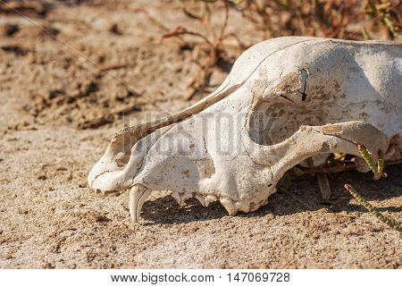 Old dog skull left in the grass