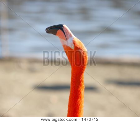 Flamingo