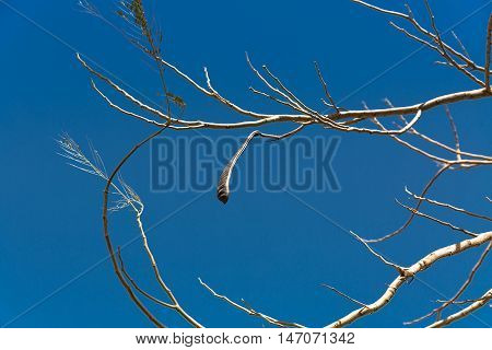 Egyptian Acacia. Vachellia nilotica at winter season