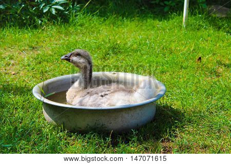 Young goose floats on the green grass. Background.
