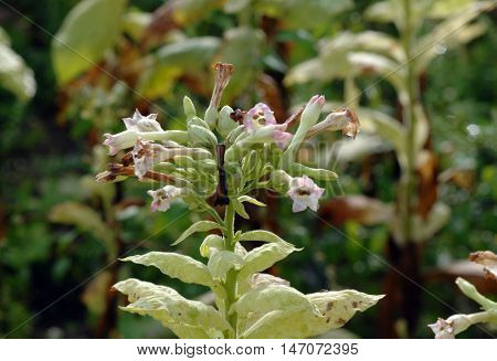 picture of a Close up of tobacco flower in