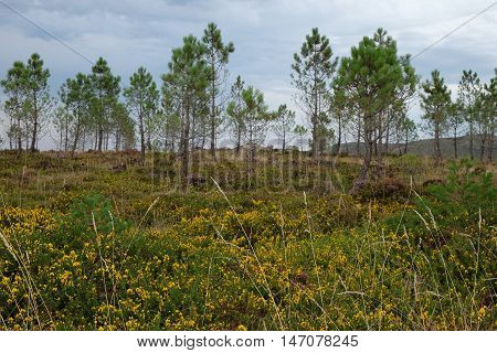 Landscape of northern Spain, forest with pines