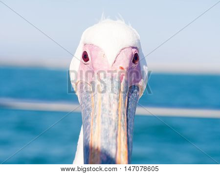 Pelican staring directly into camera in Walvis Bay Namibia. Close up.