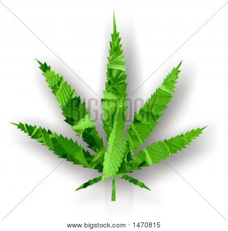 大麻叶