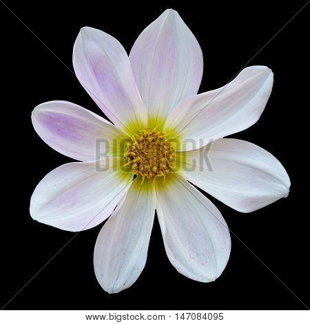 white flower Dalia georginia (Dahlia Cav.) in black background