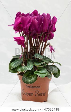 Purple cyclamen bloom and green leaf. Blooming lilac flower. Violet blossom and pot. White background