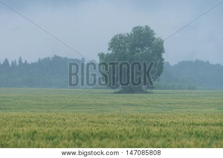 Tree in the middle of the wheat field. Rain and fruitage forest in background. Organic crop natural environment.