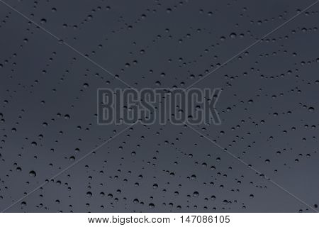 Cobweb and morning dew. Shining water drops on spiderweb gray background