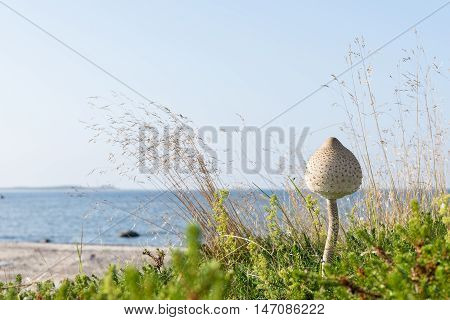 Macrolepiota procera is edible fungus. Parasol mushroom blue sky and sea coast in background. Rocky beach in summer. Seaside natural environment. Shore in Koipsi Island Estonia Europe
