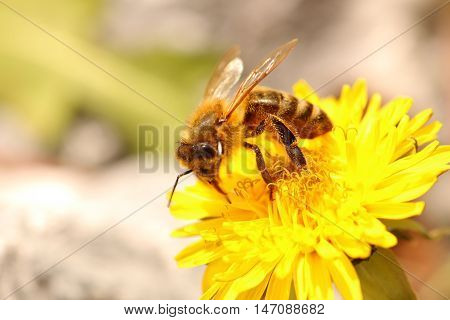 Honey Bee collecting pollen on a Dandelion