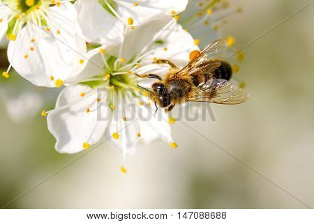 Honey Bee collecting pollen on a pear blossom
