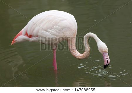 Greater flamingo (Phoenicopterus roseus). Wildlife animal. 