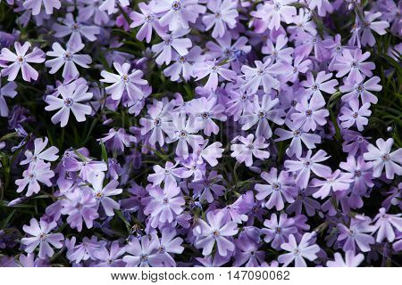 Creeping phlox (Phlox subulata), also known as the moss phlox. Flowering plant.