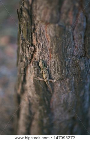 Lizard crawling on a tree trunk. Macro photo
