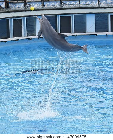 A dolphin is jumping after a yellow ball