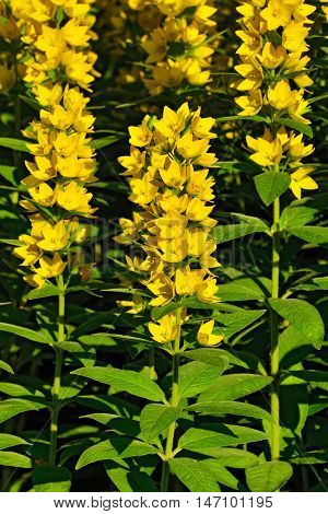 Garden yellow loosestrife. Beautiful yellow flowers closeup