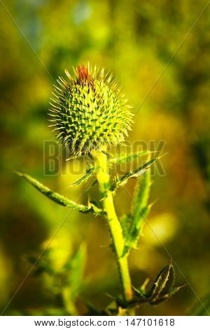 Musk Thistle or Nodding Thistle flower, Carduus nutans, close up