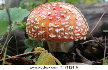 A fly agaric mushroom in the Canadian Rockies.