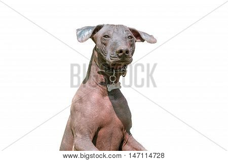 Xoloitzcuintle Mexican Hairless Dog or Xolo isolated on white