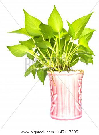 Pothos,Pothos in pots pink on white background