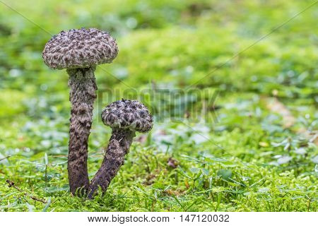 Two Strobilomyces Strobilaceus (strobilomyces Floccopus) Fungus In Green Moss