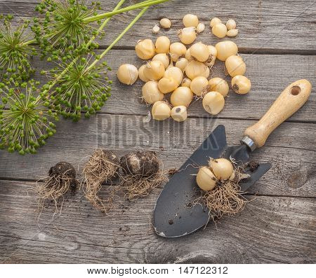 Bulbs Allium aflatunense garden shovel and faded blossoms on a wooden background