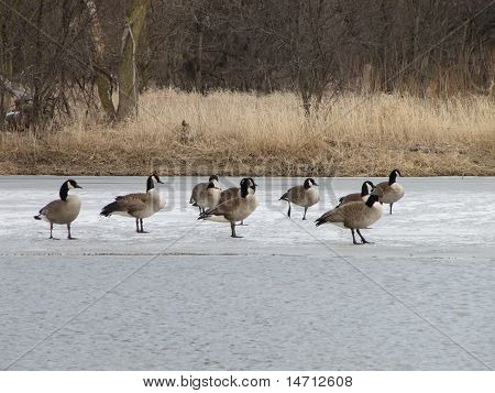 Gänse zu sammeln, auf zugefrorenen Bode See in Streamwood, IL