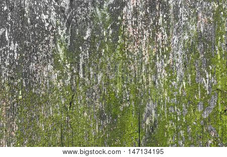Old cracked decay wood background covered in green moss and mold