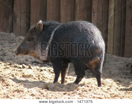 Czarna świnia