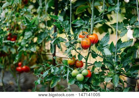 Vegetable Garden With Plants Of Red Tomatoes. Ripe Tomatoes On A