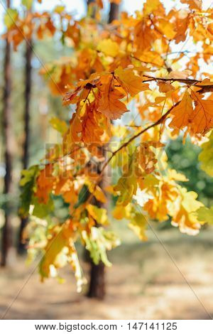 Autumn Scene. Yellow Maple Leaf With Water Drops On A Bed Of Bro