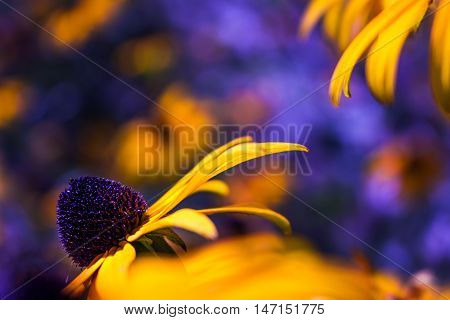 Yellow flower with a purple blurry background