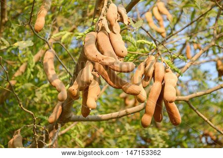 close up Tamarindus indica fruit in nature garden