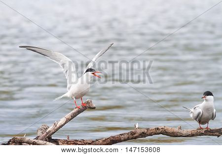 funny two terns sitting on a branch over the sea and waving wings