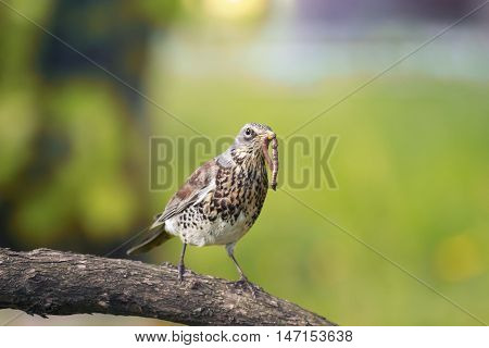 bird Fieldfare Thrush in a tree, holding in its beak a long worm