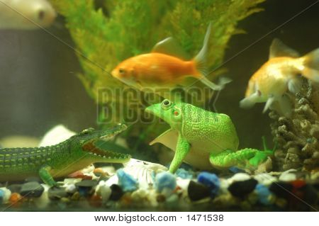 Aquirium